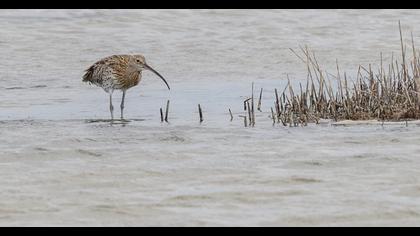 Eurasian Curlew