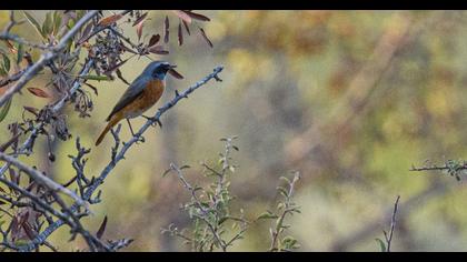 Common Redstart