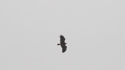 Lesser Spotted Eagle