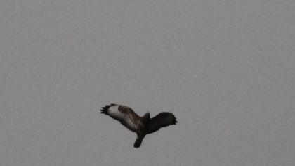 Common Buzzard
