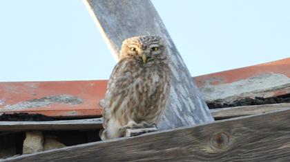 Little Owl