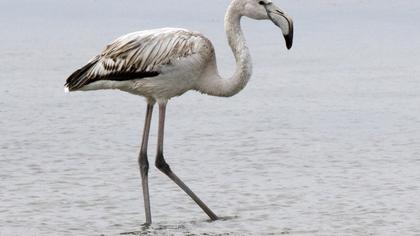 Greater Flamingo