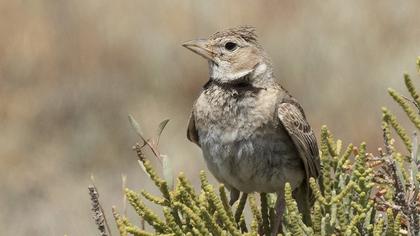 Calandra Lark