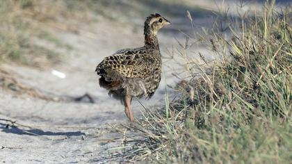 Black Francolin