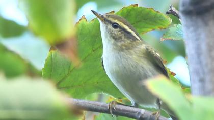 Yellow-browed Warbler