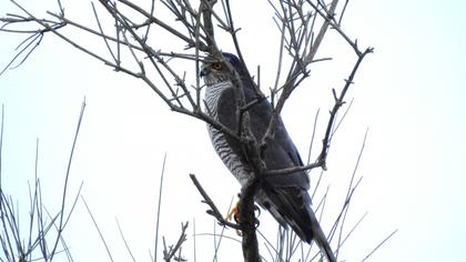 Eurasian Sparrowhawk