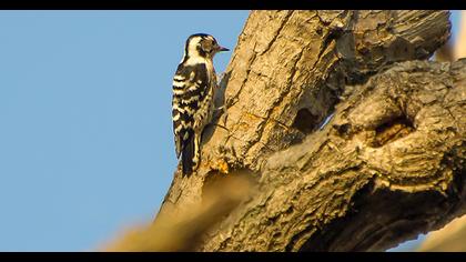 Lesser Spotted Woodpecker