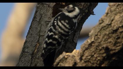 Lesser Spotted Woodpecker