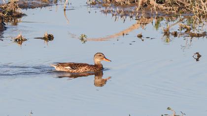 Gadwall