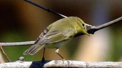 Willow Warbler