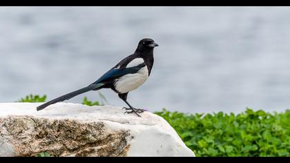 Eurasian Magpie