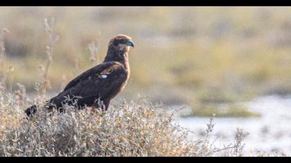 Western Marsh Harrier