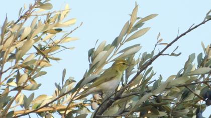 Wood Warbler