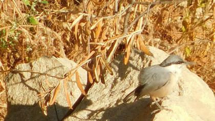 Western Rock Nuthatch