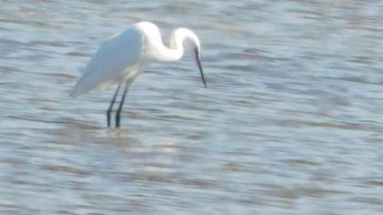 Little Egret