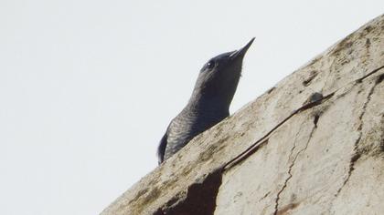 Blue Rock Thrush