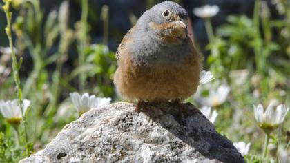 Cretzschmar`s Bunting