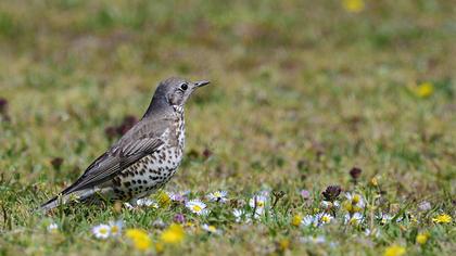 Mistle Thrush