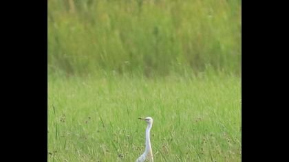 Great Egret