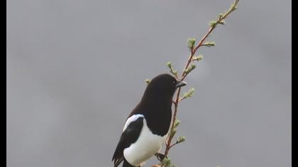 Eurasian Magpie