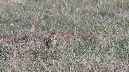 Tree Pipit