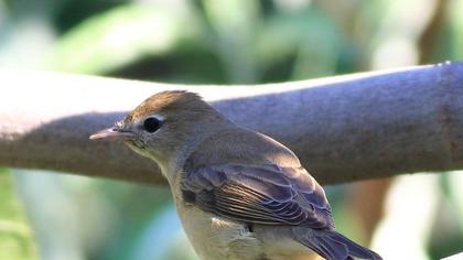 Garden Warbler