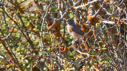Common Redstart
