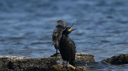 European Shag