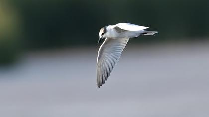 Whiskered Tern
