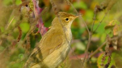 Eurasian Reed Warbler