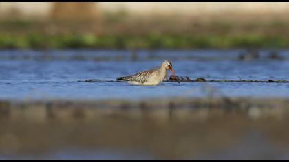 Bar-tailed Godwit
