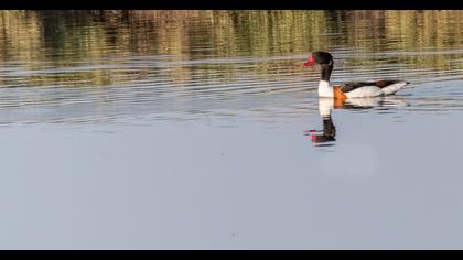 Common Shelduck