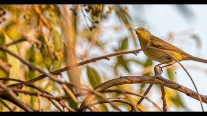 Willow Warbler