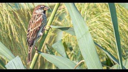 Spanish Sparrow