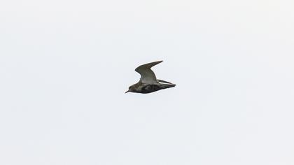 European Golden Plover