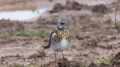 Fieldfare