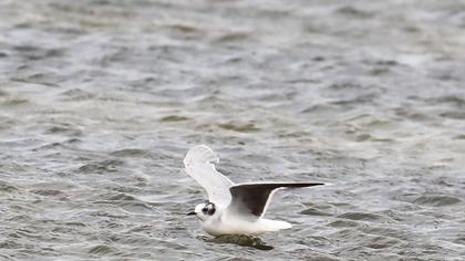 Little Gull