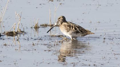 Common Snipe