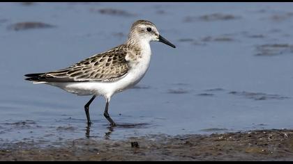 Little Stint