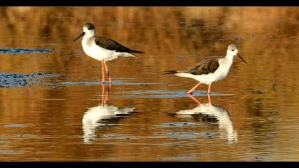 Black-winged Stilt