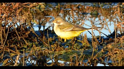 Western Yellow Wagtail