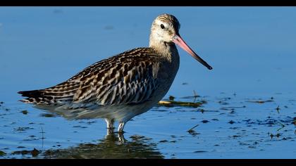 Bar-tailed Godwit