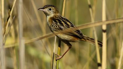 Zitting Cisticola