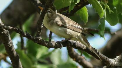 Olive-tree Warbler