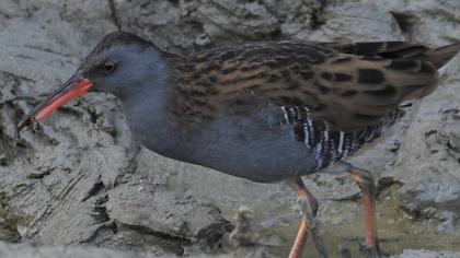 Water Rail