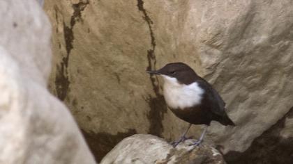 White-throated Dipper