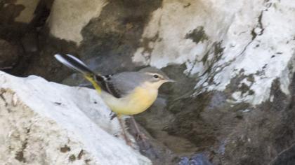 Grey Wagtail