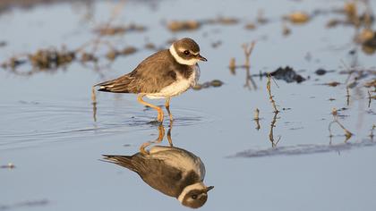 Common Ringed Plover