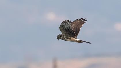 Hen Harrier