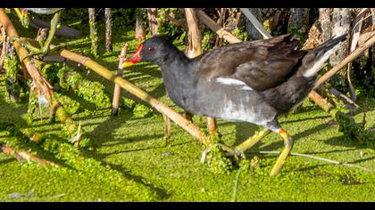 Common Moorhen